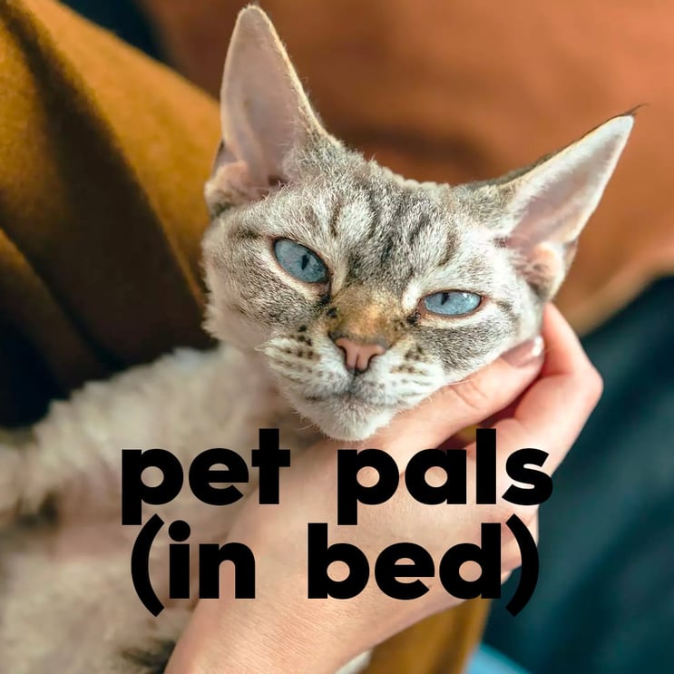 Why You Should Avoid Sharing Beds With Your Pets